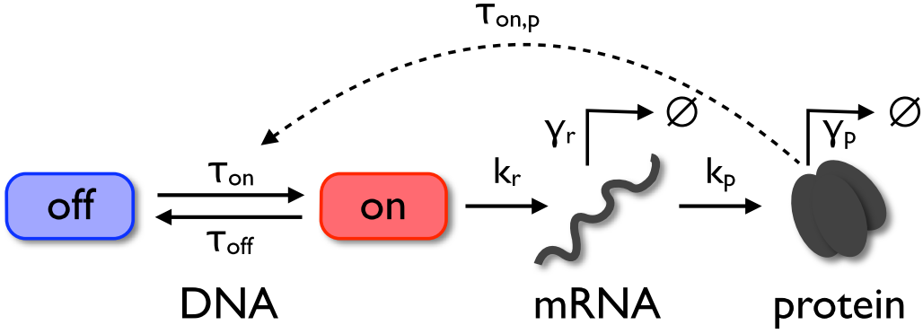 Three-stage gene expression model